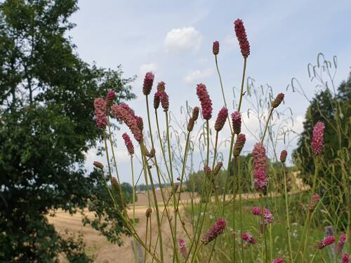 Bild von Sanguisorba tenuifolia Pink Elephant