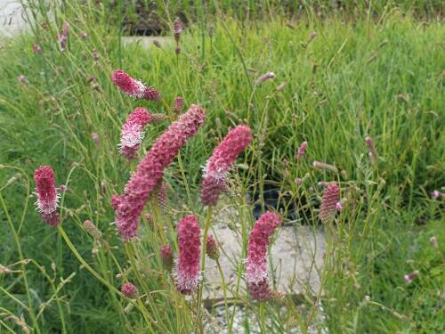 Bild von /bilder/bluehapp/thumb/SANTPE_Sanguisorba_tenuifolia__Pink_Elepha_P1_0__P-6161560001_T-b_K-29_Y-19_91852_aktiv_.jpg