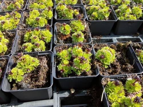 Bild von SAXALU_Saxifraga_x_arends___Luschtinez__P0_5__P-6241833001_T-k_K-14_Y-19_40941_aktiv_.jpg