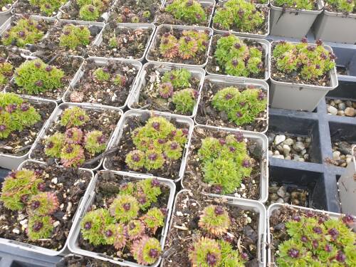 Bild von SAXALU_Saxifraga_x_arends___Luschtinez__P0_5__P-6241833001_T-k_K-14_Y-21_66088_aktiv_.jpg