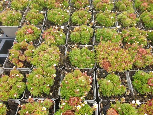 Bild von SAXASCH_Saxifraga_x_arends___Schneezwerg__P0_5__P-6241850001_T-k_K-14_Y-21_47463_aktiv_.jpg