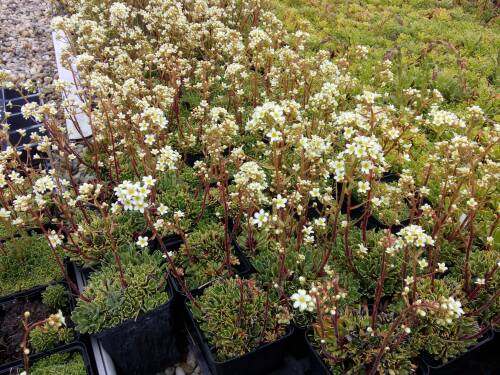 Bild von /bilder/bluehapp/thumb/SAXPWH_Saxifraga_paniculata__White_Hills__P0_5__P-6247438001_T-b_K-20_Y-19_11989_aktiv_.jpg