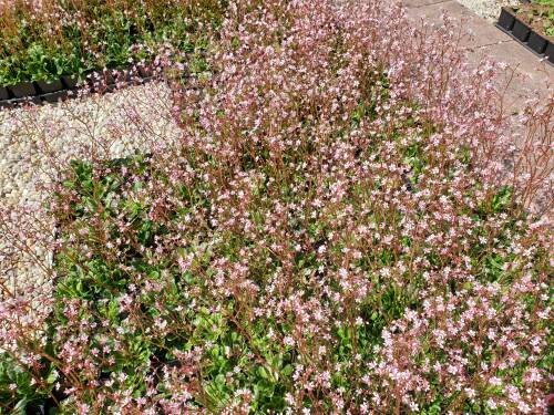 Bild von /bilder/bluehapp/thumb/SAXUEL_Saxifraga_x_urbium__Eliott__P0_5__P-6249215001_T-b_K-21_Y-19_17673_aktiv_.jpg