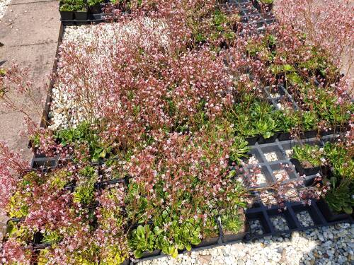 Bild von /bilder/bluehapp/thumb/SAXUEL_Saxifraga_x_urbium__Eliott__P0_5__P-6249215001_T-b_K-23_Y-19_75349_aktiv_.jpg
