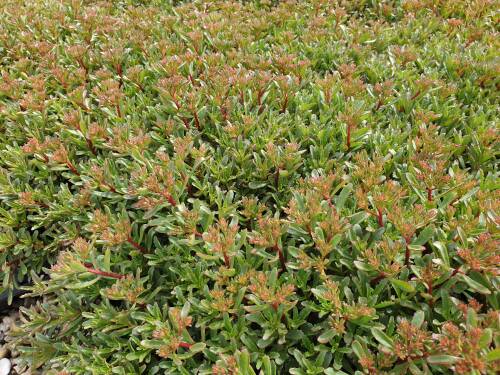Bild von SEDFWG_Sedum_floriferum__Weihensteph__Gold_P0_5__P-6383915001_T-k_K-18_Y-20_40182_aktiv_.jpg
