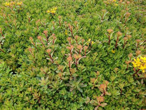 Bild von SEDFWG_Sedum_floriferum__Weihensteph__Gold_P0_5__P-6383915001_T-k_K-26_Y-20_23901_aktiv_.jpg