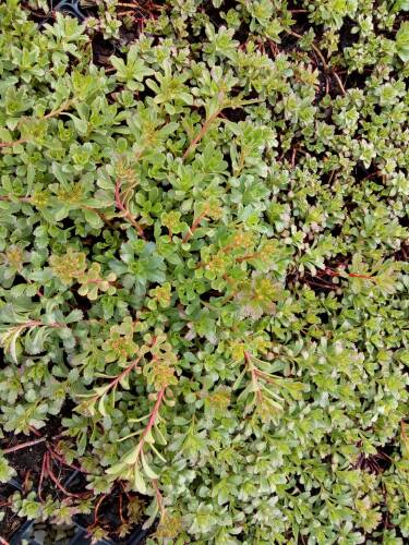 Bild von /bilder/bluehapp/thumb/SEDHIM_Sedum_hybridum__Immergr_nchen__P0_5__P-6384810001_T-k_K-18_Y-19_11783_aktiv_.jpg