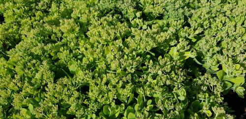 Bild von /bilder/bluehapp/thumb/SEDSRO_Sedum_spectabile__Rosenteller__P0_5__P-6387820001_T-b_K-38_Y-19_45209_aktiv_.jpg