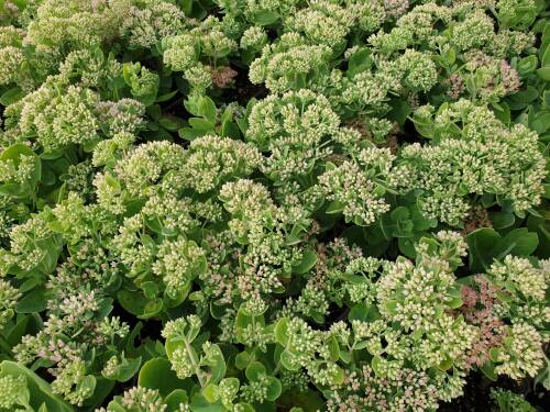 Bild von /bilder/bluehapp/thumb/SEDTHE_Sedum_telephium__Herbstfreude_____P0_5__P-6388410001_T-k_K-38_Y-20_48316_aktiv_.jpg