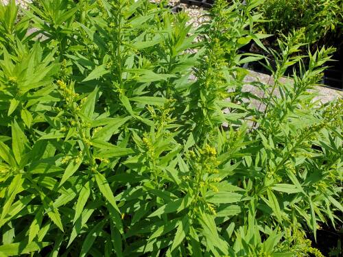 Bild von /bilder/bluehapp/thumb/SOLHST_Solidago_x_cult___Strahlenkrone__P0_5__P-6643050001_T-b_K-23_Y-19_75861_aktiv_.jpg