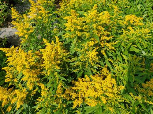 Bild von /bilder/bluehapp/thumb/SOLHST_Solidago_x_cult___Strahlenkrone__P0_5__P-6643050001_T-b_K-26_Y-19_48179_aktiv_.jpg