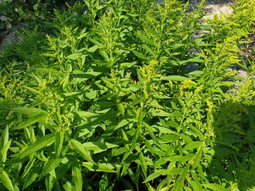 Bild von /bilder/bluehapp/thumb/SOLHST_Solidago_x_cult___Strahlenkrone__P0_5__P-6643050001_T-k_K-24_Y-19_59973_aktiv_.jpg