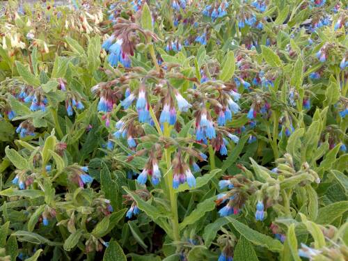 Bild von /bilder/bluehapp/thumb/SYMAZ_Symphytum_azureum_P0_5__P-6761500001_T-b_K-18_Y-19_23892_aktiv_.jpg