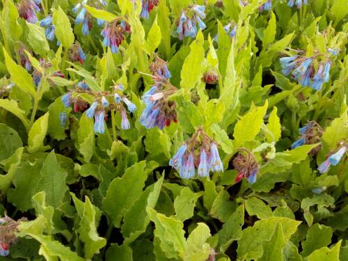 Bild von /bilder/bluehapp/thumb/SYMGBG_Symphytum_grandiflorum__Bl__Glocken_P0_5__P-6762510001_T-b_K-18_Y-19_88529_aktiv_.jpg