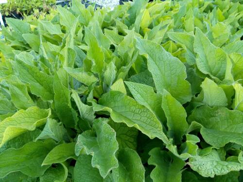 Bild von /bilder/bluehapp/thumb/SYMUAG_Symphytum_x_uplandicum__Axminster_G_P0_5__P-6769010001_T-k_K-18_Y-19_98926_aktiv_.jpg