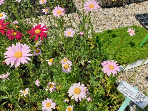 Bild von /bilder/bluehapp/thumb/TANCRR_Tanacetum_coccineum__Robinsons_Rosa_P0_5__P-6772545001_T-b_K-23_Y-21_60302_aktiv_.jpg