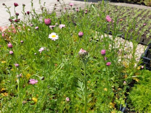 Bild von /bilder/bluehapp/thumb/TANCRR_Tanacetum_coccineum__Robinsons_Rosa_P0_5__P-6772545001_T-k_K-22_Y-21_61164_aktiv_.jpg