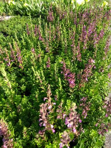 Bild von /bilder/bluehapp/thumb/TEUC_Teucrium_chamaedrys_P0_5__P-6821000001_T-b_K-31_Y-19_75703_aktiv_.jpg