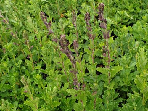 Bild von /bilder/bluehapp/thumb/TEUC_Teucrium_chamaedrys_P0_5__P-6821000001_T-k_K-28_Y-19_74812_aktiv_.jpg