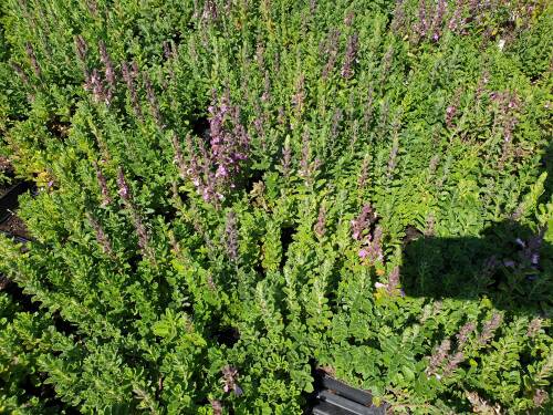 Bild von /bilder/bluehapp/thumb/TEUC_Teucrium_chamaedrys_P0_5__P-6821000001_T-k_K-31_Y-20_45754_aktiv_.jpg