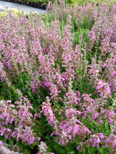 Bild von /bilder/bluehapp/thumb/TEUL_Teucrium_lucidrys_P0_5__P-6821500001_T-b_K-31_Y-19_83881_aktiv_.jpg