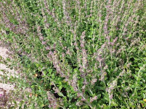 Bild von /bilder/bluehapp/thumb/TEUL_Teucrium_lucidrys_P0_5__P-6821500001_T-k_K-29_Y-20_41434_aktiv_.jpg