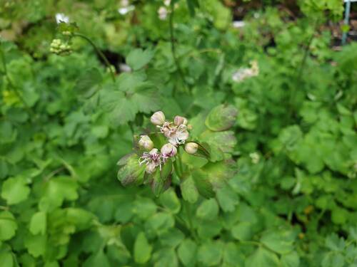 Bild von /bilder/bluehapp/thumb/THAA_Thalictrum_aquilegifolium_P0_5__P-6841500001_T-k_K-21_Y-20_54368_aktiv_.jpg