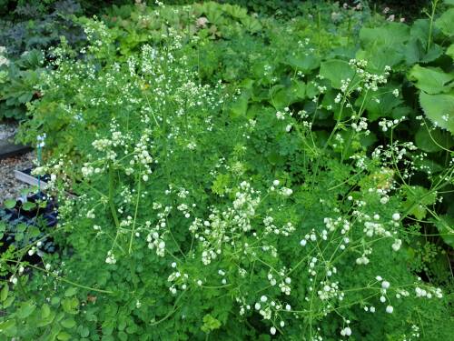 Bild von /bilder/bluehapp/thumb/THADSPL_Thalictrum_delavayi__Splendide___R_P1_0__P-6842060001_T-b_K-26_Y-19_44220_aktiv_.jpg