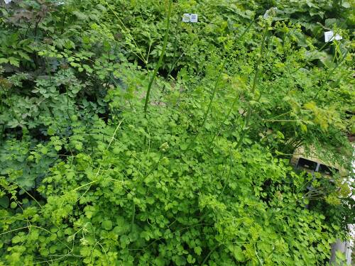 Bild von /bilder/bluehapp/thumb/THADSPL_Thalictrum_delavayi__Splendide___R_P1_0__P-6842060001_T-k_K-25_Y-20_90680_aktiv_.jpg