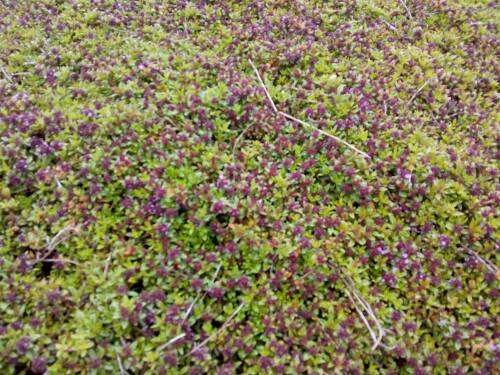 Bild von THYC_Thymus_x_citriodorus_P0_5__P-6881000001_T-k_K-20_Y-19_70892_aktiv_.jpg
