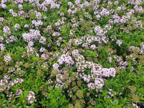 Bild von /bilder/bluehapp/thumb/THYLO_Thymus_longicaulus_ssp_odoratus_P0_5__P-6882100001_T-b_K-23_Y-20_73938_aktiv_.jpg