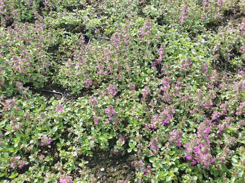 Bild von /bilder/bluehapp/thumb/THYPPU_Thymus_praecox__Pupurteppich__P0_5__P-6882015001_T-k_K-25_Y-20_23648_aktiv_.jpg
