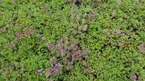 Bild von /bilder/bluehapp/thumb/THYPP_Thymus_praecox_var_pseudolanuginosu_P0_5__P-6882020001_T-b_K-28_Y-19_83040_aktiv_.jpg