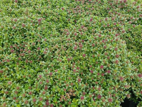 Bild von /bilder/bluehapp/thumb/THYSCR_Thymus_serphyllum__Creeping_Red__P0_5__P-6882521001_T-b_K-20_Y-20_22537_aktiv_.jpg