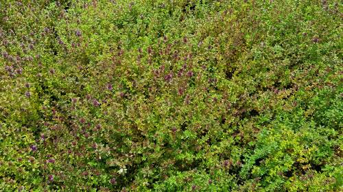 Bild von /bilder/bluehapp/thumb/THYS_Thymus_serphyllum_P0_5__P-6882500001_T-b_K-25_Y-19_39835_aktiv_.jpg