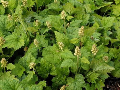 Bild von /bilder/bluehapp/thumb/TIACMO_Tiarella_cordifolia__Moorgr_n__P0_5__P-6901010001_T-k_K-17_Y-19_37349_aktiv_.jpg