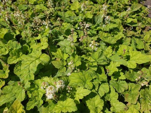 Bild von /bilder/bluehapp/thumb/TIAW_Tiarella_wherryi_P0_5__P-6902000001_T-k_K-32_Y-20_20613_aktiv_.jpg