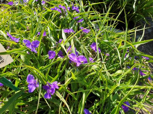 Bild von /bilder/bluehapp/thumb/TRAAZB_Tradescantia_x_an___Zwanenburg_Blue_P0_5__P-6941060001_T-b_K-23_Y-19_37112_aktiv_.jpg