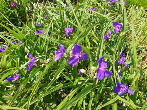 Bild von /bilder/bluehapp/thumb/TRAAZB_Tradescantia_x_an___Zwanenburg_Blue_P0_5__P-6941060001_T-b_K-23_Y-21_63874_aktiv_.jpg