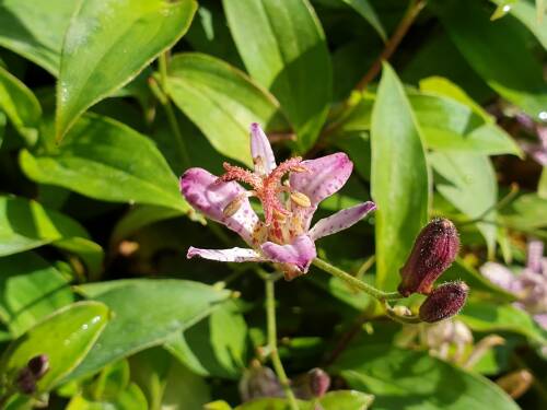 Bild von /bilder/bluehapp/thumb/TRIHTA_Tricyrtis_cult___Taiwan_Adban__P0_5__P-6962050001_T-k_K-39_Y-19_64455_aktiv_.jpg