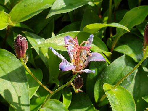 Bild von /bilder/bluehapp/thumb/TRIHTA_Tricyrtis_cult___Taiwan_Adban__P0_5__P-6962050001_T-k_K-39_Y-19_67929_aktiv_.jpg