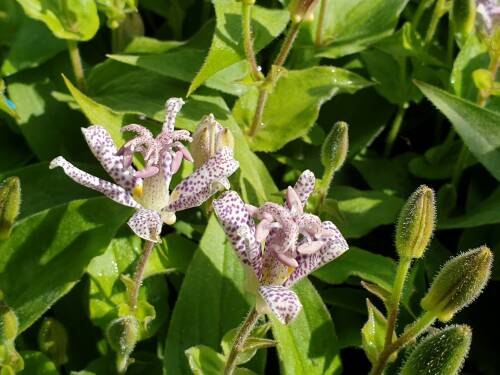 Bild von /bilder/bluehapp/thumb/TRIH_Tricyrtis_hirta_P0_5__P-6961000001_T-b_K-39_Y-19_53249_aktiv_.jpg