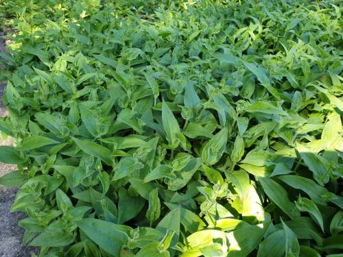 Bild von /bilder/bluehapp/thumb/TRIH_Tricyrtis_hirta_P0_5__P-6961000001_T-k_K-36_Y-19_79084_aktiv_.jpg