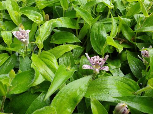 Bild von /bilder/bluehapp/thumb/TRIH_Tricyrtis_hirta_P0_5__P-6961000001_T-k_K-36_Y-20_53392_aktiv_.jpg
