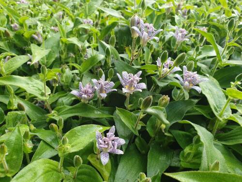 Bild von /bilder/bluehapp/thumb/TRIH_Tricyrtis_hirta_P0_5__P-6961000001_T-k_K-37_Y-20_22120_aktiv_.jpg