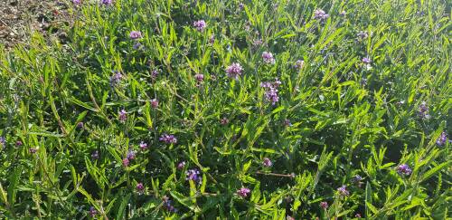 Bild von VERBOLO_Verbena_bonariense__Lollipop__P1_0__P-7121040001_T-k_K-38_Y-19_35930_aktiv_.jpg