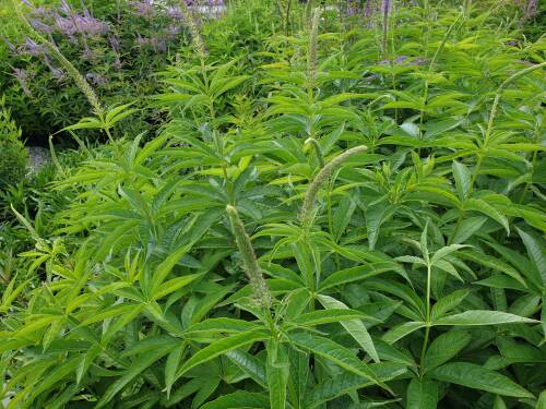 Bild von /bilder/bluehapp/thumb/VERJAP_Veronicastrum_japonicum__Apollo_Li_P1_0__P-7200510001_T-k_K-26_Y-20_28637_aktiv_.jpg