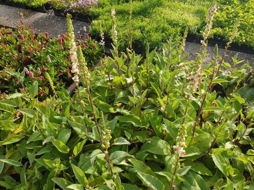 Bild von /bilder/bluehapp/thumb/VERNAL_Verbascum_nigrum__Album__P0_5__P-7103010001_T-k_K-26_Y-20_73780_aktiv_.jpg