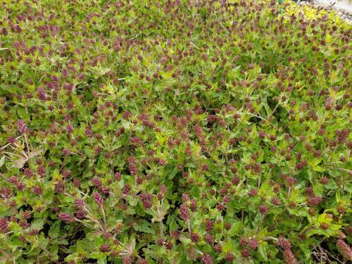 Bild von /bilder/bluehapp/thumb/VERPRMH_Veronica_prostrata__Mrs_Holt____P0_5__P-7183010001_T-k_K-19_Y-19_75254_aktiv_.jpg