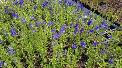 Bild von /bilder/bluehapp/thumb/VERTKN_Veronica_teucrium__Knallblau_____P0_5__P-7181518001_T-b_K-24_Y-19_70784_aktiv_.jpg